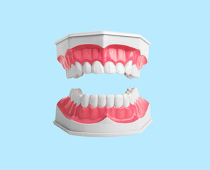 Open jaw model with white healthy teeth. Tooth and pink gums on blue background