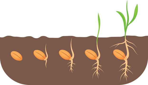 Growing seed stages. Plant growth proccess in soil