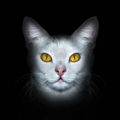 Portrait of a white cat with yellow eyes close-up full-face