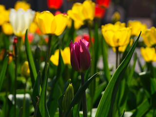 Obraz premium Beautiful tulips flowering in the garden in sunny day.