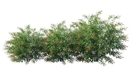 Foto op Aluminium small tree png image_ small bush in transparent background_png flower tree _ tree in isolated white background © Afrin