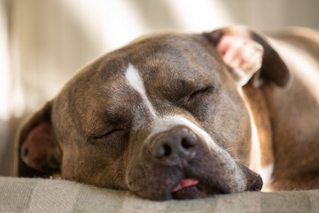 A brown and white old pit bull mix sleeping on a coach