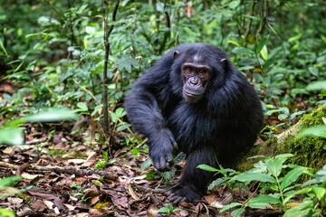 Adult chimpanzee, pan troglodytes, in the tropical rainforest of Kibale National Park, western Uganda. The park conservation programme means that some troupes are habituated for human contact