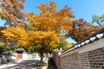 Colourful maple leaves in Huwon the Secret Garden inner part of Changdeokgung Palace with Autumn season background, Seoul city,  South Korea