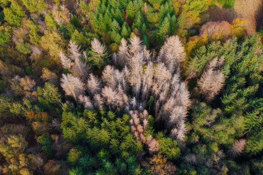Des sapins morts par le scolyte dans une for&ecirc;t du Morvan