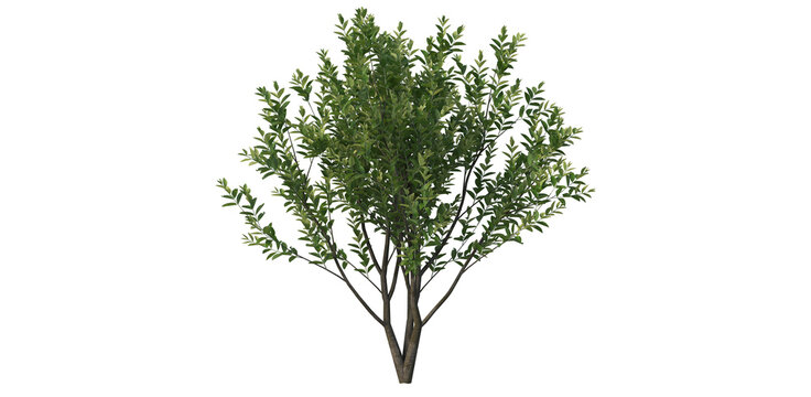 small tree png image_ small bush in transparent background_png flower tree _ tree in isolated white background