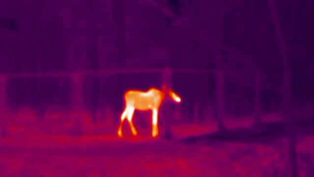 Young moose stands in reserve behind the fence, thermal vision view