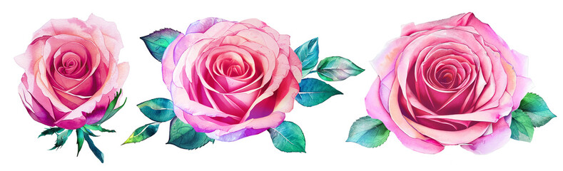 Fototapeta na wymiar Set of three watercolor pink roses. PNG with transparent background.