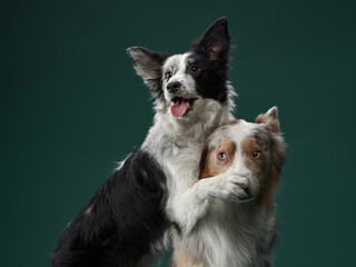 two dogs hugging. Happy Border Collie on a green background in studio. love pet