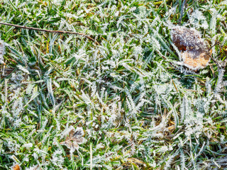 Frozen grass  in the ground of the forest in a winter day