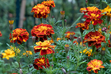 A Marigold Garden With Multiple Flowers