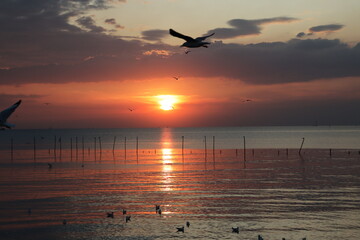 Sunset Bird Silhouette