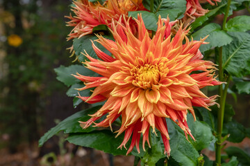Orange Dinnerplate Dahlia