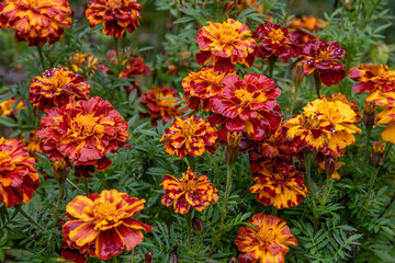 Marigold Garden After The Rain
