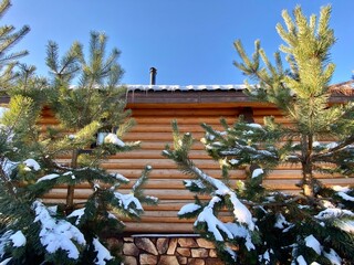 Close-up of a wooden log house in a winter pine forest. Chalet among snow-covered firs on a sunny winter day. Expensive suburban real estate. Wooden cottage in a coniferous forest against the blue sky