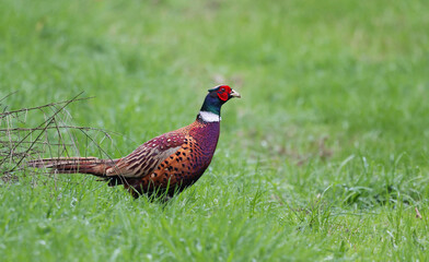 Male common pheasant (Phasianus colchicus) walking on a green grass field. Beautiful exotic bird with vibrant colors and long feathers in natural environment. This colorful bird is freed for hunting.
