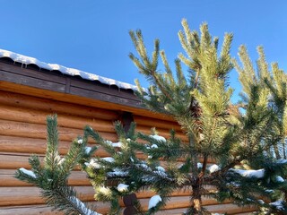 Close-up of a wooden log house in a winter pine forest. Chalet among snow-covered firs on a sunny winter day. Expensive suburban real estate. Wooden cottage in a coniferous forest against the blue sky