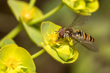 Marmalade hoverfly, Episyrphus balteatus, feeding from a yellow flower on a sunny day