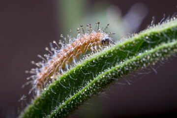 Plume moth larvae, Stangeia siceliota, walking on a plant under the sun