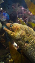 Moray Eel at Aquarium of the Bay