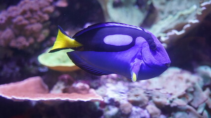 Blue Tang at Aquarium of the Bay