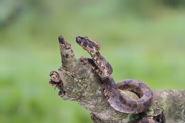 Trimeresurus puniceus snake closeup on wood, Trimeresurus puniceus