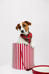 pet dog jack russell gift box christmas