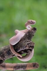 Mangrove Pit Viper closeup on the branch. Mangrove Pit Viper (Trimeresurus purpureomaculatus), viper, rattlesnake