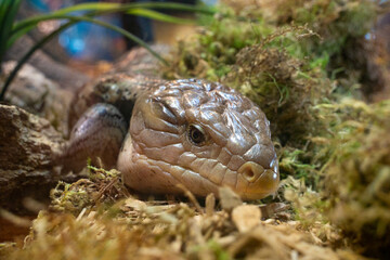 Blue Tongued Skink at Aquarium of the Bay
