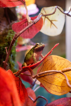 Pacific Tree Frog at Aquarium of the Bay