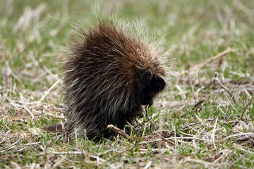 A Porcupine sits up and looks around for possible threats