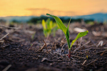 maize corn seedling in the agricultural plantation in the evening, Young green cereal plant growing...