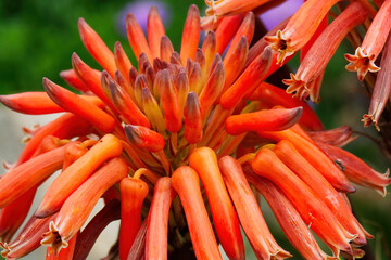 Orange Tube Flowers Close-up With Blurred Green Background