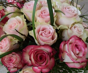 pink roses background