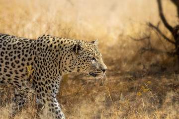 leopard (panthera pardus) walking through the african bush	