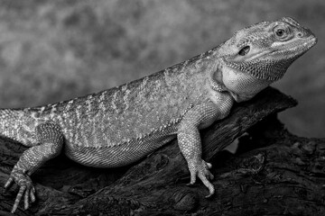 bearded dragon lizard