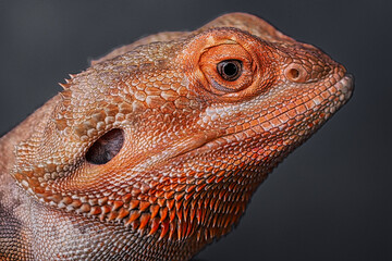 bearded dragon lizard