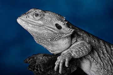 iguana on a branch