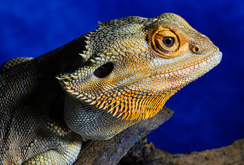 iguana on a tree