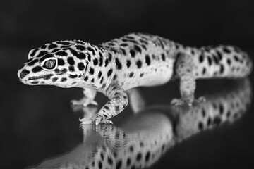 Fototapeta na wymiar leopard gecko on black background
