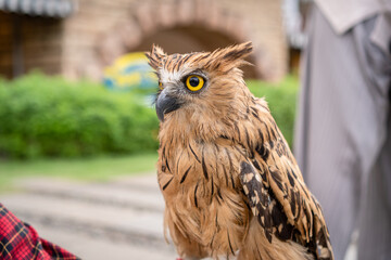 A Gorgeous Eagle Owl