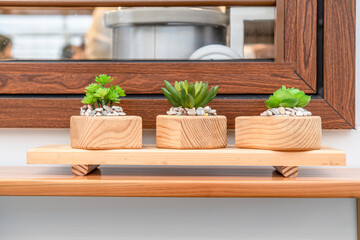 Three pieces of decorative plants or succulents plant