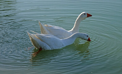 Two domestic geese living in the wild. These Emden geese  are looking for food.