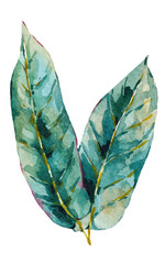 Watercolor green leaves, botanical natural vintage illustration transparent png - 552137746