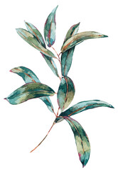 Watercolor eucalyptus leaves, botanical natural vintage illustration transparent png - 552137757