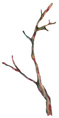 Watercolor branch botanical natural vintage illustration transparent png