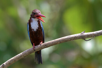 White throated kingfisher (Halcyon smyrnensis) with its prey