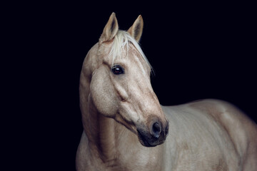 Elegant portrait of a stunning palomino isabelline kinsky warmblood horse on black background - obrazy, fototapety, plakaty