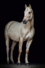 Fototapeta na wymiar Elegant portrait of a stunning palomino isabelline kinsky warmblood horse on black background