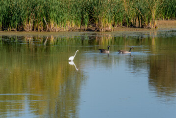 Naklejka na ściany i meble Great Egret And Canada Geese On The River